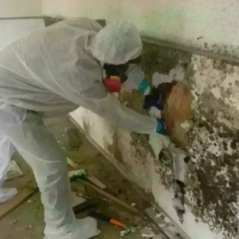 Mold Remediation and Removal in Bedminster, NJ